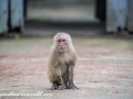 Sundarbans (50 of 97)