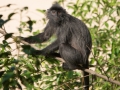 silver leaf monkey (1 of 36)