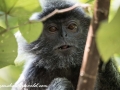 silver leaf monkey (10 of 36)