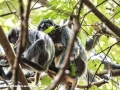 silver leaf monkey (11 of 36)