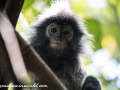 silver leaf monkey (12 of 36)