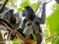 silver leaf monkey (13 of 36)