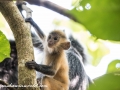 silver leaf monkey (14 of 36)