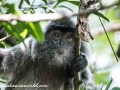 silver leaf monkey (15 of 36)