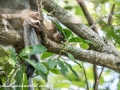 silver leaf monkey (16 of 36)