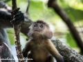 silver leaf monkey (17 of 36)