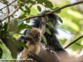 silver leaf monkey (18 of 36)