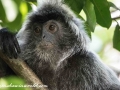 silver leaf monkey (19 of 36)