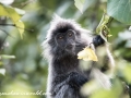 silver leaf monkey (2 of 36)