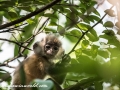 silver leaf monkey (21 of 36)