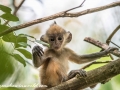 silver leaf monkey (22 of 36)