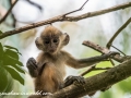 silver leaf monkey (23 of 36)