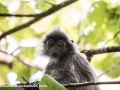 silver leaf monkey (24 of 36)