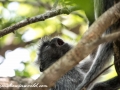 silver leaf monkey (25 of 36)