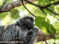 silver leaf monkey (26 of 36)