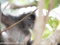 silver leaf monkey (27 of 36)