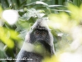 silver leaf monkey (28 of 36)