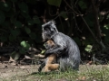 silver leaf monkey (29 of 36)