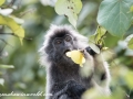 silver leaf monkey (3 of 36)