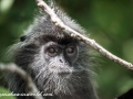 silver leaf monkey (30 of 36)