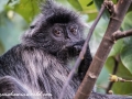 silver leaf monkey (31 of 36)