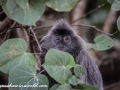 silver leaf monkey (32 of 36)