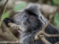 silver leaf monkey (33 of 36)