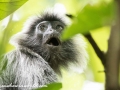 silver leaf monkey (34 of 36)