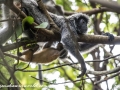 silver leaf monkey (35 of 36)