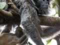 silver leaf monkey (36 of 36)