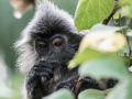 silver leaf monkey (4 of 36)