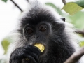 silver leaf monkey (5 of 36)