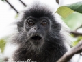 silver leaf monkey (6 of 36)