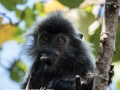 silver leaf monkey (7 of 36)