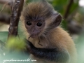 silver leaf monkey (8 of 36)