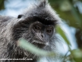 silver leaf monkey (9 of 36)