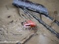 Sundarbans (20 of 97)