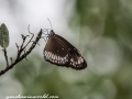 Sundarbans (24 of 97)