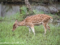 Sundarbans (32 of 97)