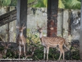 Sundarbans (33 of 97)