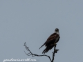 Sundarbans (8 of 97)