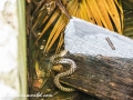 Sundarbans1 (4 of 19)