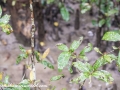 Sundarbans (23 of 97)