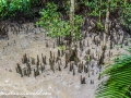 Sundarbans (92 of 97)