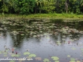 Sundarbans (94 of 97)