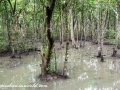 Sundarbans (96 of 97)