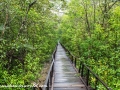 Sundarbans1 (1 of 19)