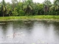 Sundarbans1 (2 of 19)