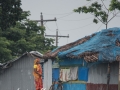 Sundarbans (5 of 97)