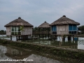 Sundarbans (54 of 97)